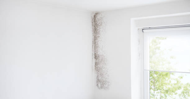 Best Asbestos and Lead Testing During Mold Inspection  in Mayo, FL