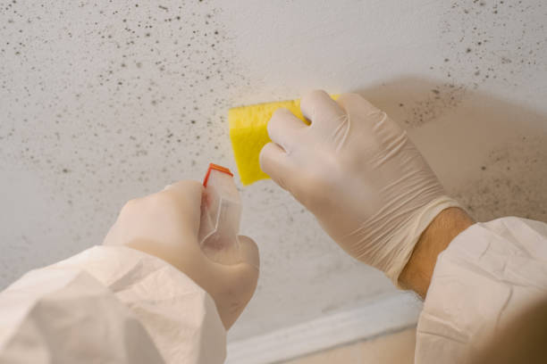 Mold Removal for HVAC Installations in Mayo, FL