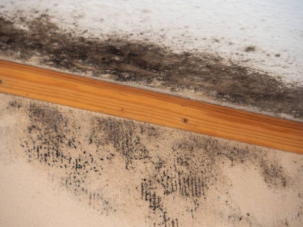 Best Crawl Space Mold Remediation  in Mayo, FL