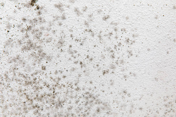 Best Real Estate Mold Inspection  in Mayo, FL