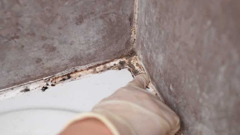 Trusted Mayo, FL Mold Removal Experts