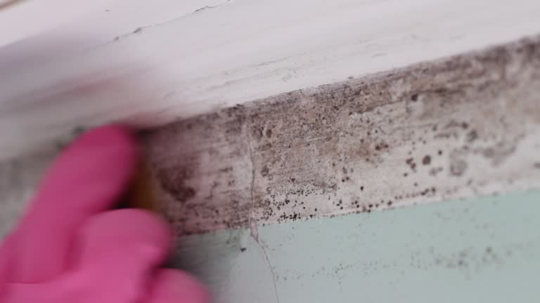 Best Airborne Mold Testing  in Mayo, FL